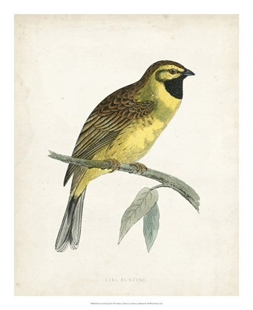 Cirl Bunting by Tom Morris art print