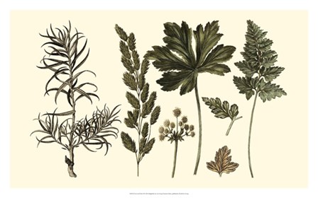 Fern Leaf Folio II by Georg C. Oeder art print