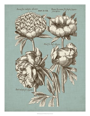 Chambray Chintz II by Vision Studio art print