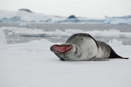Antarctica, Antarctic Sound, Leopard seal by Cindy Miller Hopkins / Danita Delimont art print
