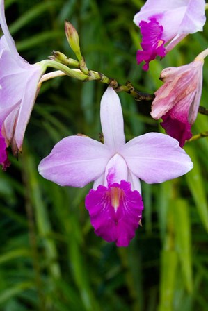 MARTINIQUE, West Indies Bamboo orchid, Balata Garden by Scott T. Smith / Danita Delimont art print