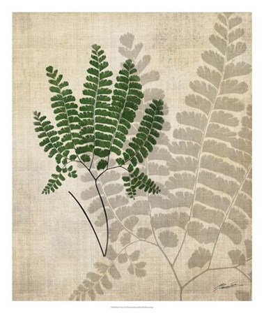 British Ferns II by John Butler art print