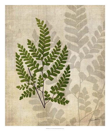 British Ferns VI by John Butler art print