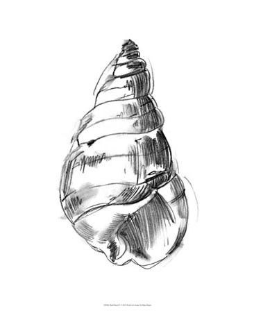 Shell Sketch V by Ethan Harper art print