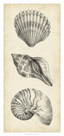 Antique Shell Study Panel I by Ethan Harper art print