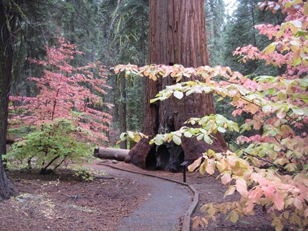 Sequoia Trees 2 by Naxart art print