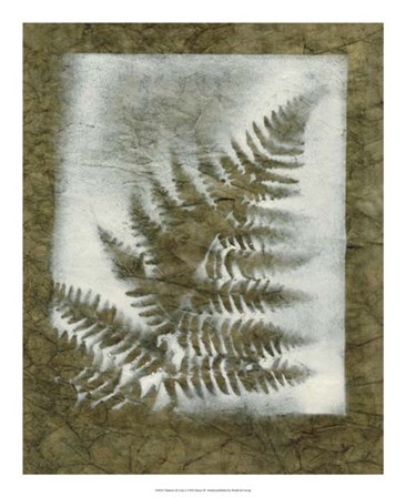 Shadows &amp; Ferns I by Renee Stramel art print