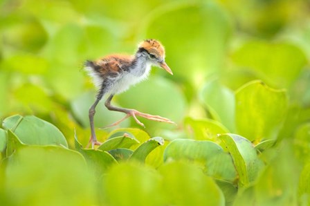 Northern Jacana Chick, Pantanal Wetlands, Brazil by Panoramic Images art print