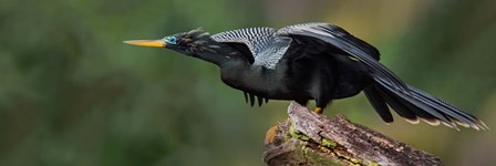 Anhinga, Costa Rica by Panoramic Images art print