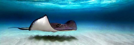 Southern Stingray, Grand Cayman, Cayman Islands by Panoramic Images art print