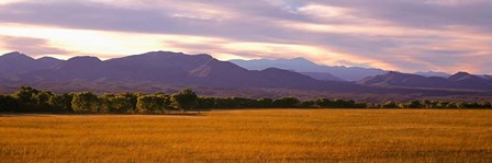 Bosque Del Apache National Wildlife Refuge, New Mexico by Panoramic Images art print