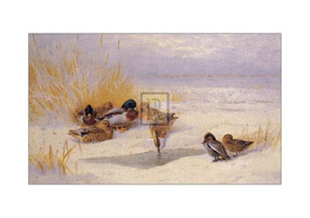 Mallard and Teal (LE) by Archibald Thorburn art print