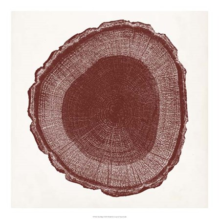 Tree Ring I by Vision Studio art print