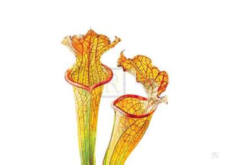 Rosie Sanders - Pitcher Plants II [Ed 99] by Rosie Sanders art print