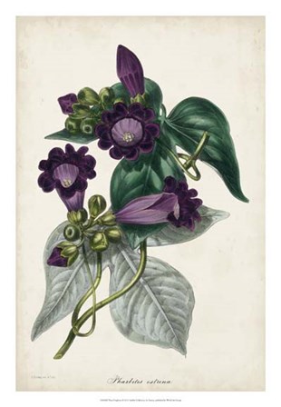 Plum Foxgloves by Joseph Paxton art print