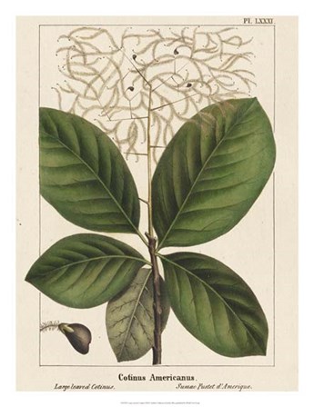 Large Leaved Cotinus by John Silva art print