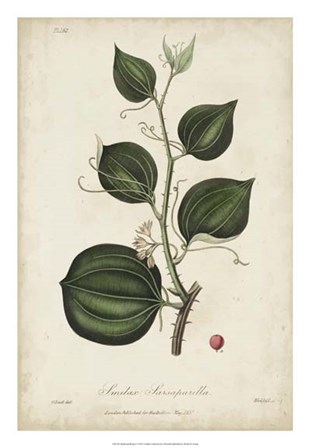 Medicinal Botany I by Churchill art print