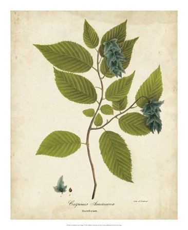 Hornbeam Tree Foliage by John Torrey art print