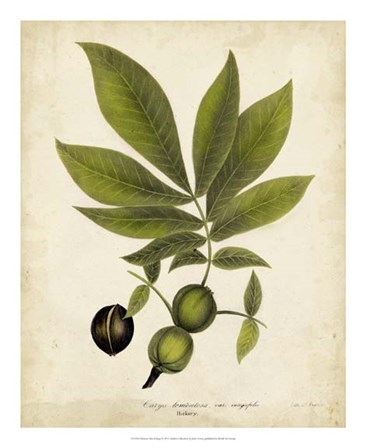 Hickory Tree Foliage by John Torrey art print