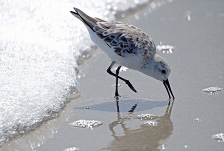 Sandpiper IIA by Bruce Nawrocke art print