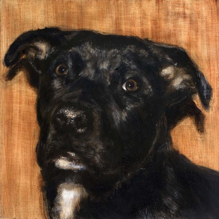 Puppy Dog Eyes I by Walt Johnston art print