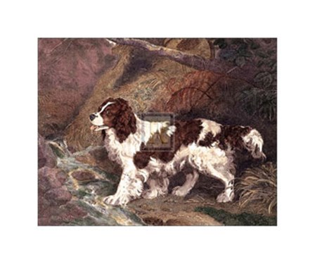 Spaniel by Ramsay Reinagle art print