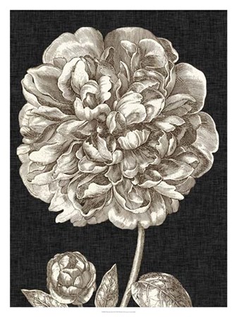 Dramatic Peony II by Vision Studio art print