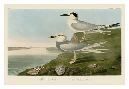 Havell&#39;s Tern &amp; Trudeau&#39;s Tern by John James Audubon art print