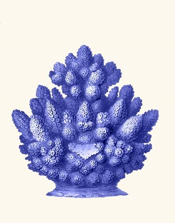 Haeckel Hexacoralla Coral Blue by Fab Funky art print