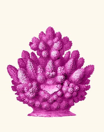 Haeckel Hexacoralla Coral Pink by Fab Funky art print