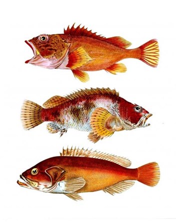 Orange Fish Trio by Fab Funky art print