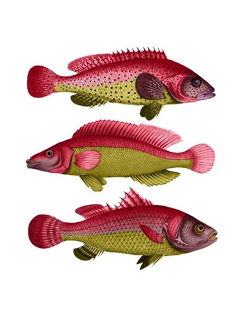 Red and Yellow Fantasy Fish Trio by Fab Funky art print