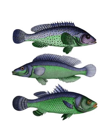 Blue and Green Fish Trio by Fab Funky art print