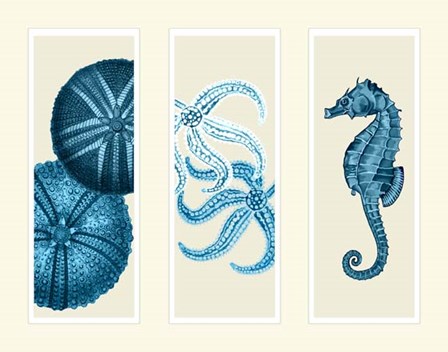 Three Panel Print Sea Urchin Starfish and Seahorse in Blue by Fab Funky art print