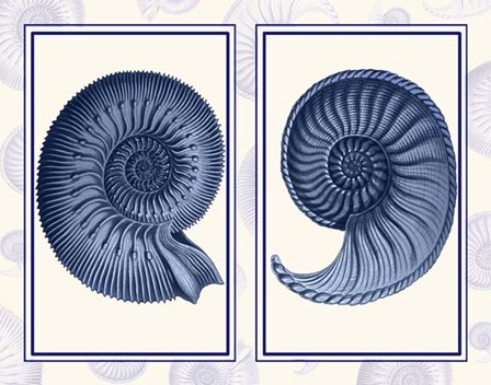 Nautilus Shells Indigo Blue by Fab Funky art print