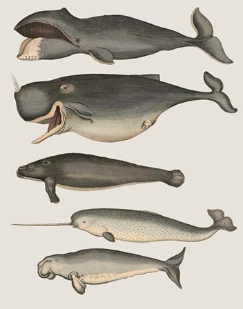 Five Vintage Whales by Fab Funky art print