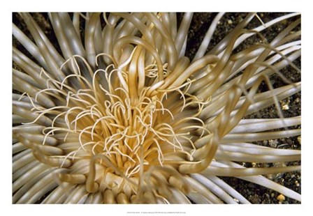 Pure Dazzle - N. Sulawesi, Indonesia by Beverly Factor art print