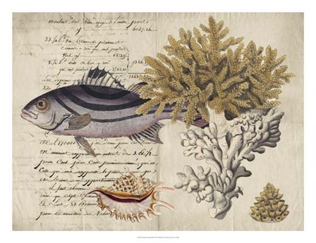 Sealife Journal III by Vision Studio art print