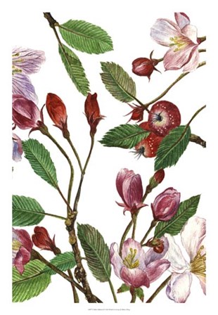 Malus Melliana II by Melissa Wang art print