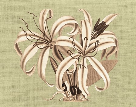 Regence Lily I by Sarah Elizabeth Chilton art print