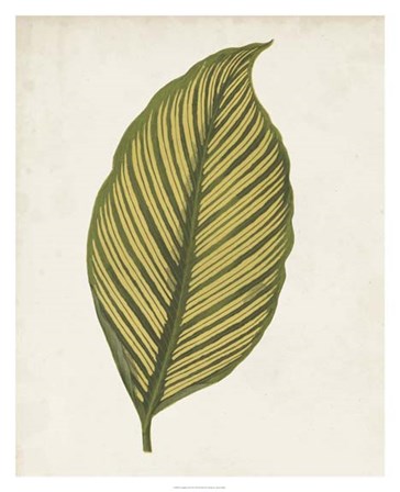 Graphic Leaf II by Vision Studio art print