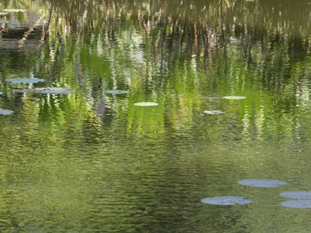 Reflections in Pond at Lunuganga, Bentota, Sri Lanka by Panoramic Images art print