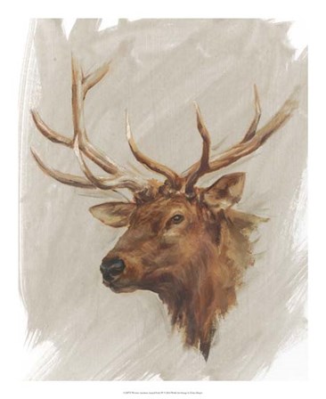 Western American Animal Study IV by Ethan Harper art print