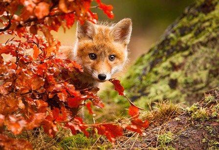 Fox by Robert Adamec art print