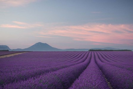 Lavender Field by Rostovskiy Anton art print