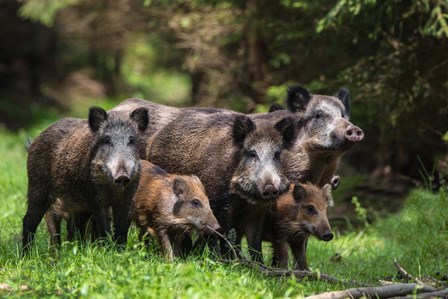 Wild Boar Family by Stefan Volkel art print