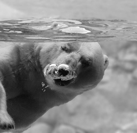 Bubbles by C.S. Tjandra art print