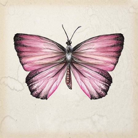 Butterfly Study IV by Melissa Wang art print