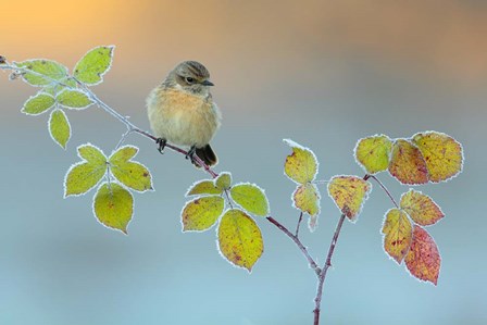 Winter Colors by Andres Miguel Dominguez art print