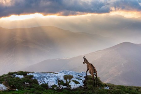 Chamois In Piatra Craiului Romania by Dan Mirica art print